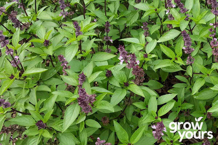 Basil Thai plants grown from seed