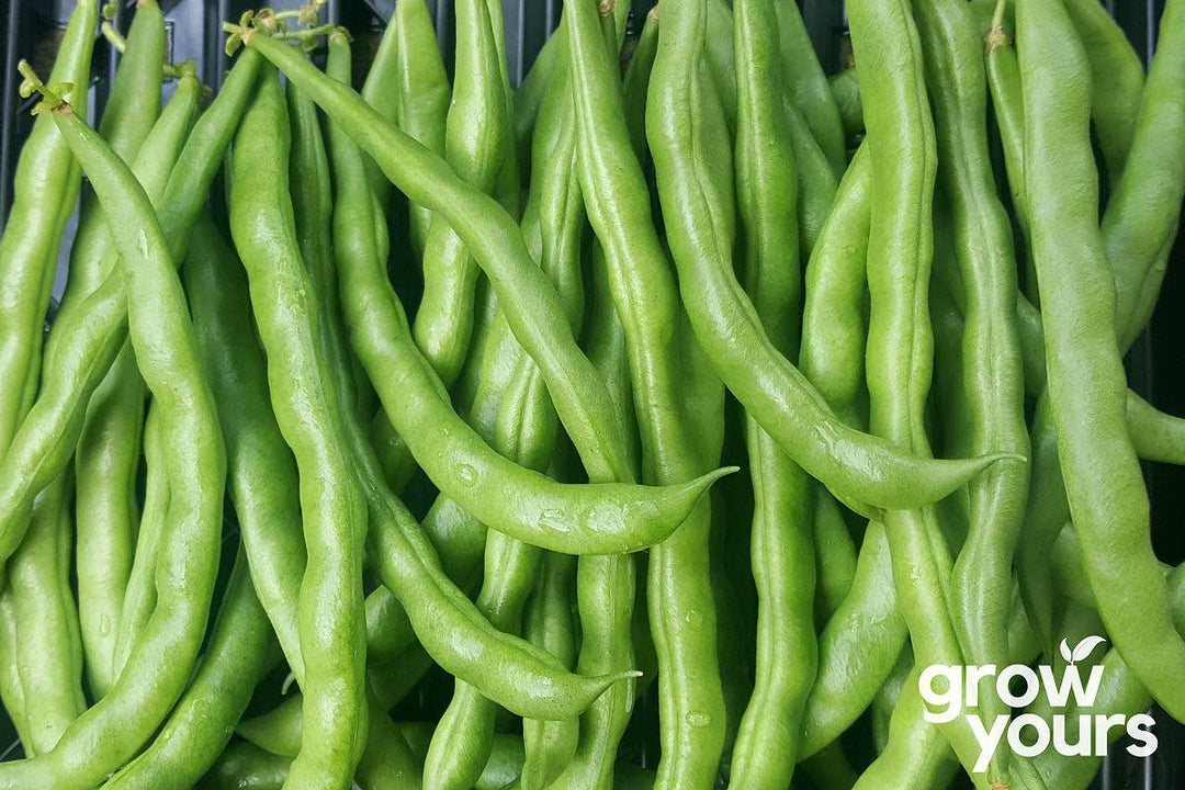 Shiny Fardenlosa Beans grown fresh from seeds