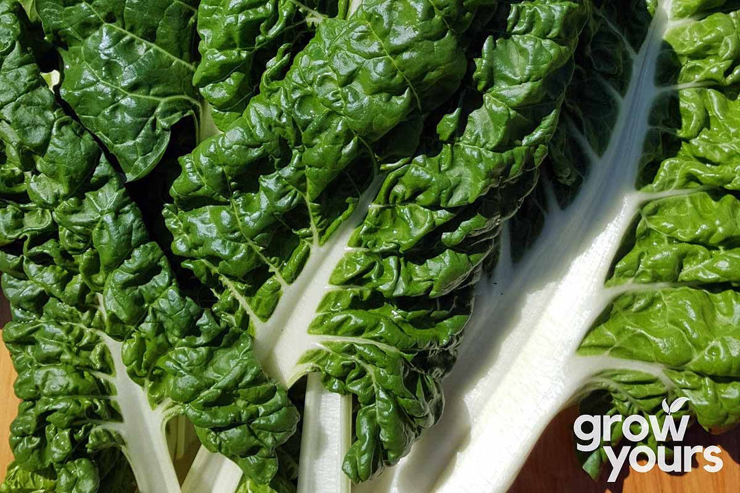 Beet / Swiss Chard ‘Fordhook Giant’