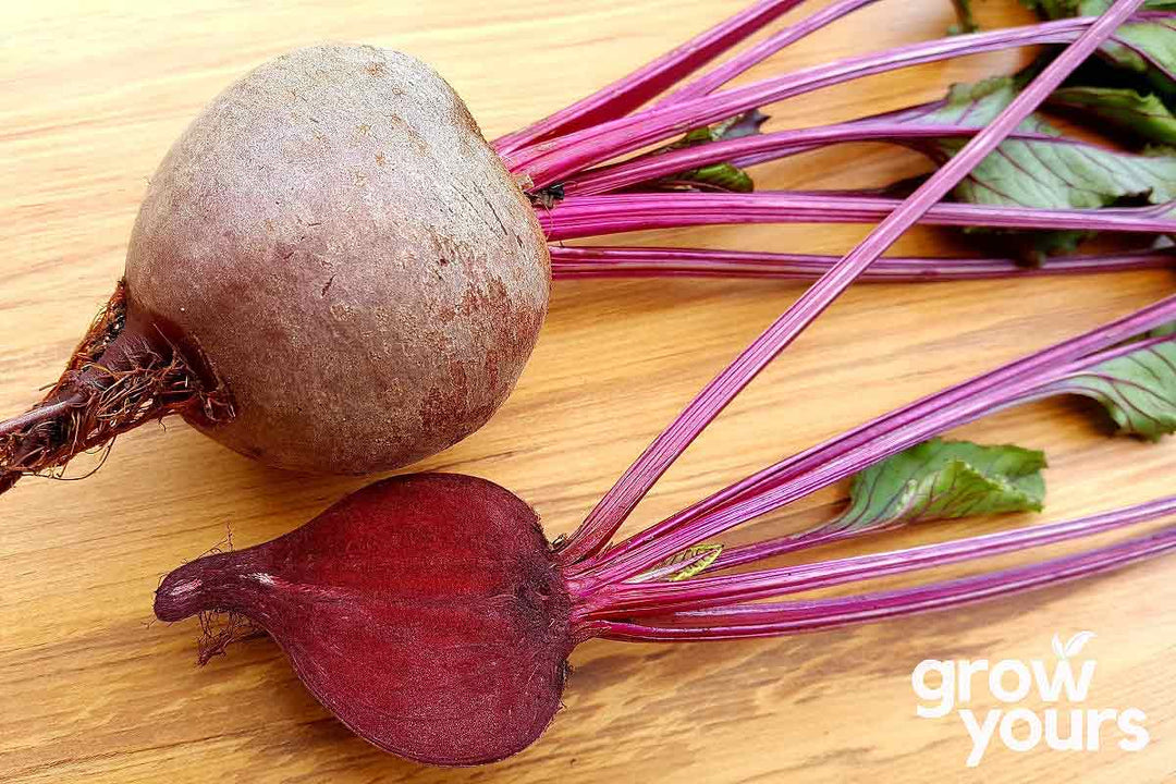 Beetroot Bulls Blood grown from seeds