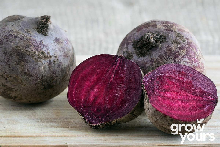 Beetroot Detroit Dark Red