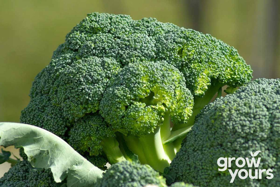 Premium Heirloom Seeds NZ - Buy Heirloom Vegetable & Flower Seeds ...