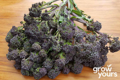 Broccoli Purple Sprouting spears on chopping board