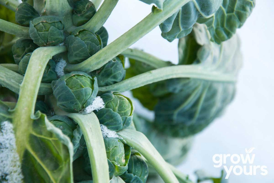 Brussel Sprouts growing in frosted winter garden