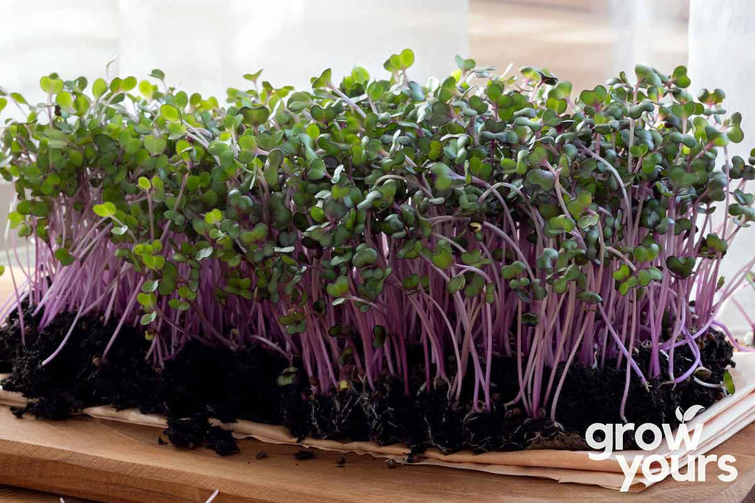 Red Cabbage Microgreens growing fresh in the kitchen