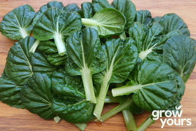 Cabbage Tatsoi leaves picked fresh from garden on chopping board