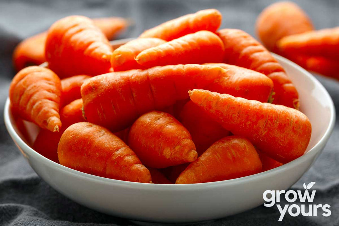 Carrot Chantenay Red Core