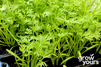 Carrot Leaf Microgreens growing