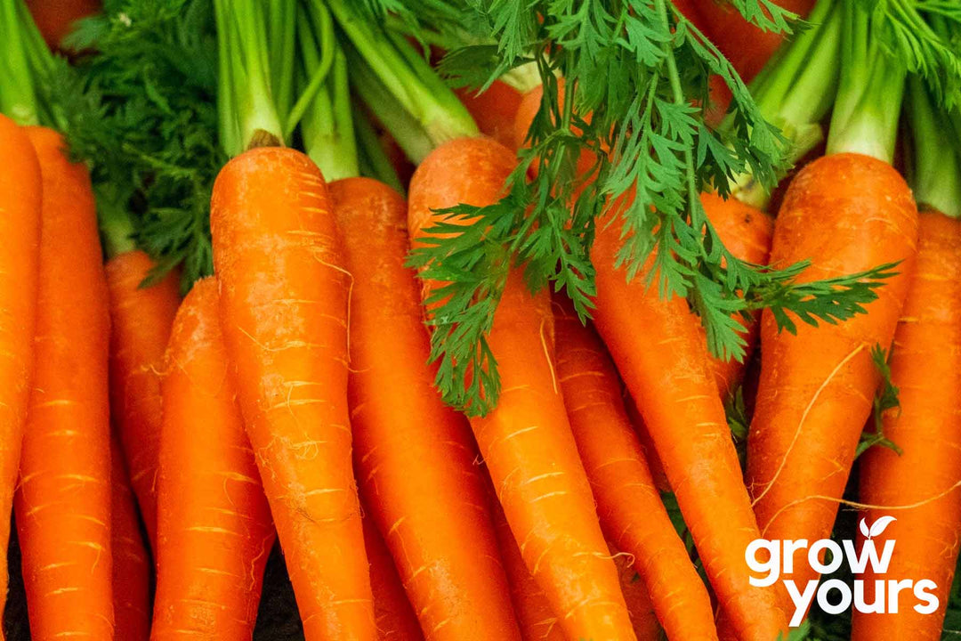 Carrot Scarlet Nantes grown from heirloom vegetable seeds