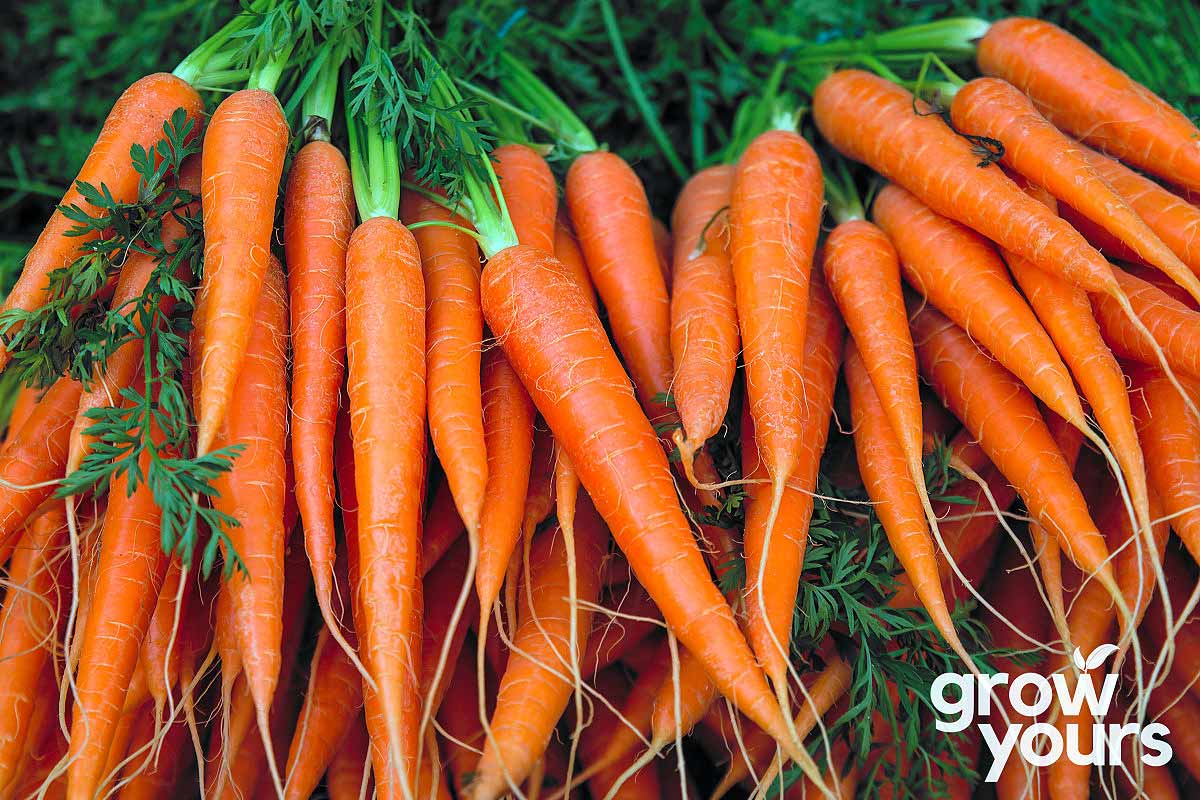 Carrot ‘Tendersweet’