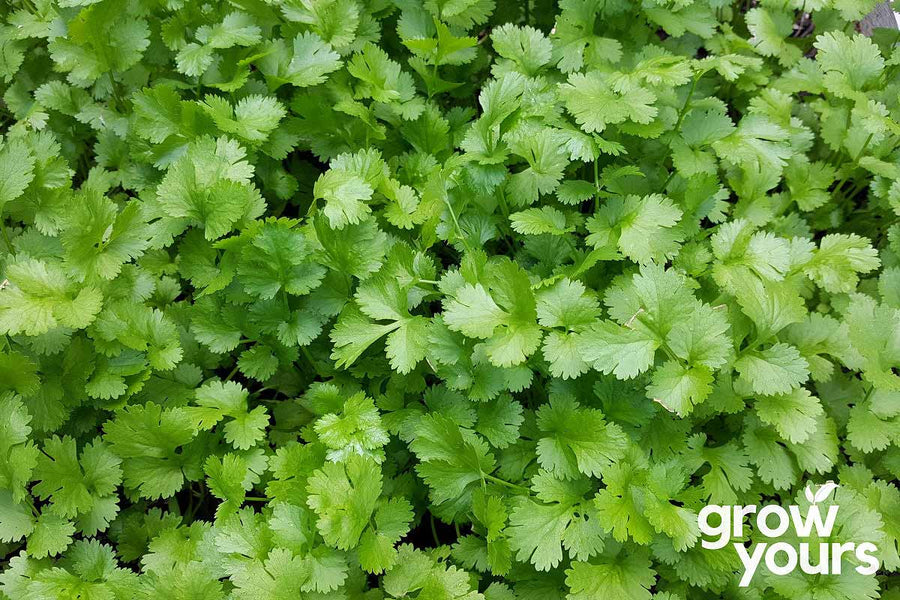 Coriander Seeds Buy Coriander Seeds for gardening in NZ Grow Yours