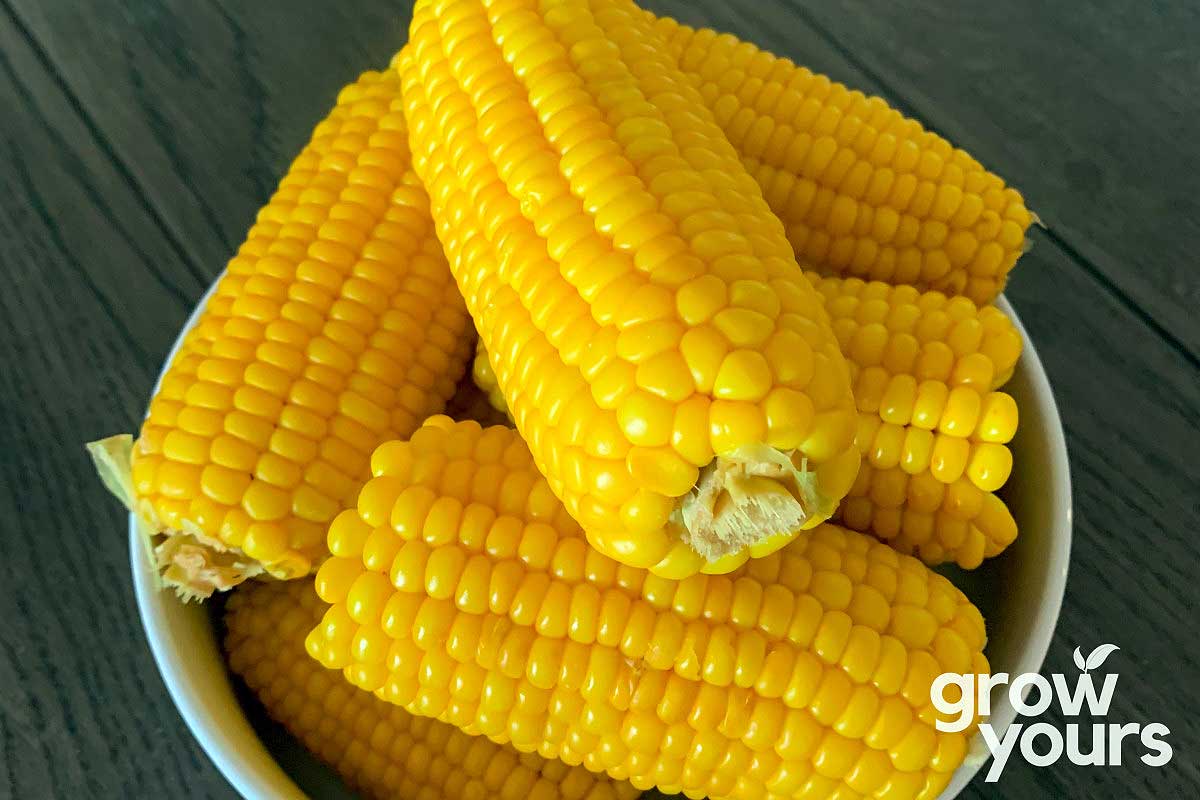Corn ‘Early Gem’
