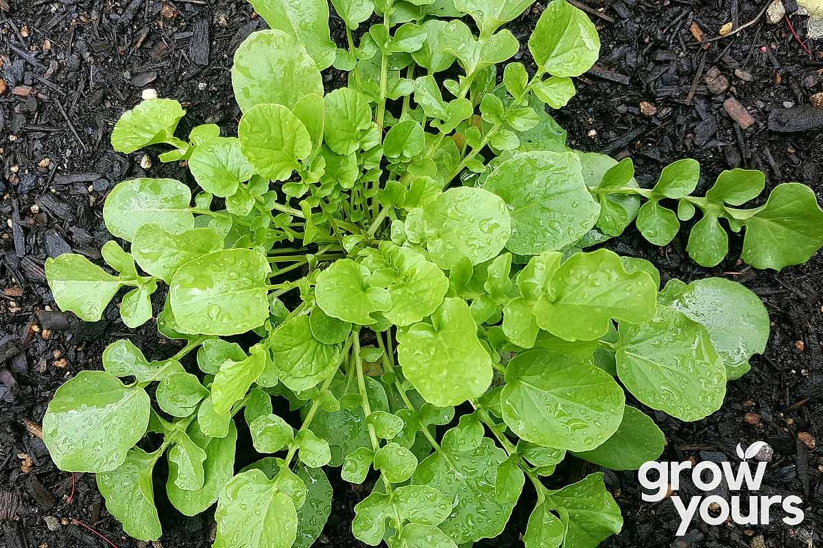 Cress ‘American Upland’ Seeds - Buy Cress Seeds online – Grow Yours