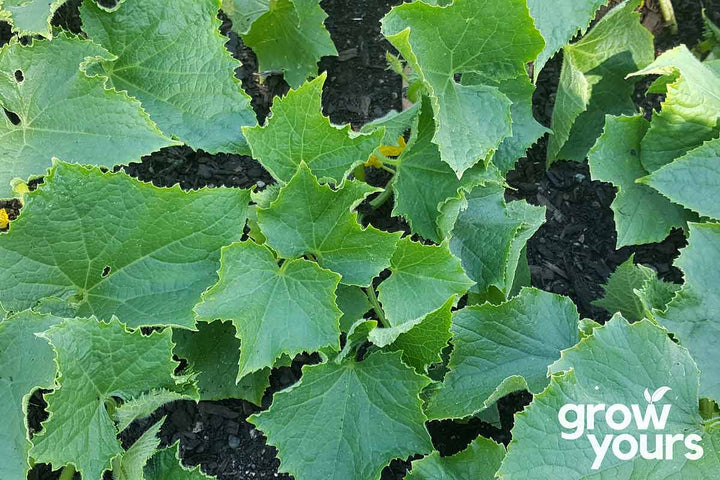 Cucumber ‘Crystal Apple’