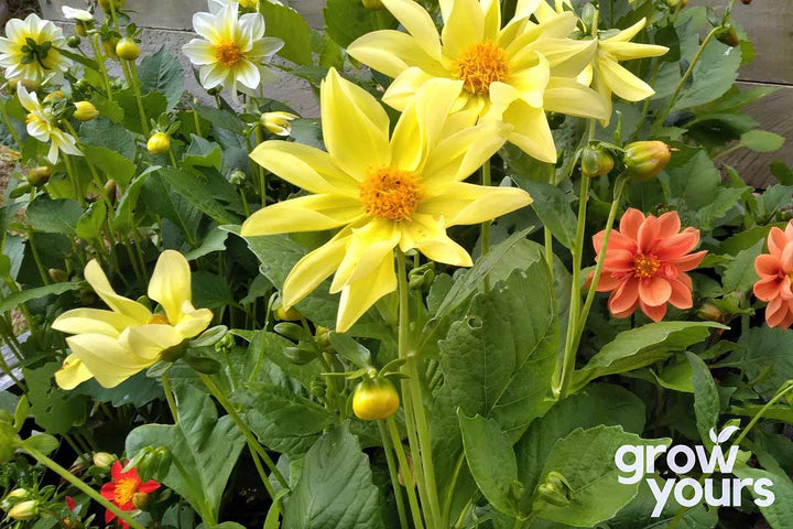 Dahlia ‘Dwarf Mix’