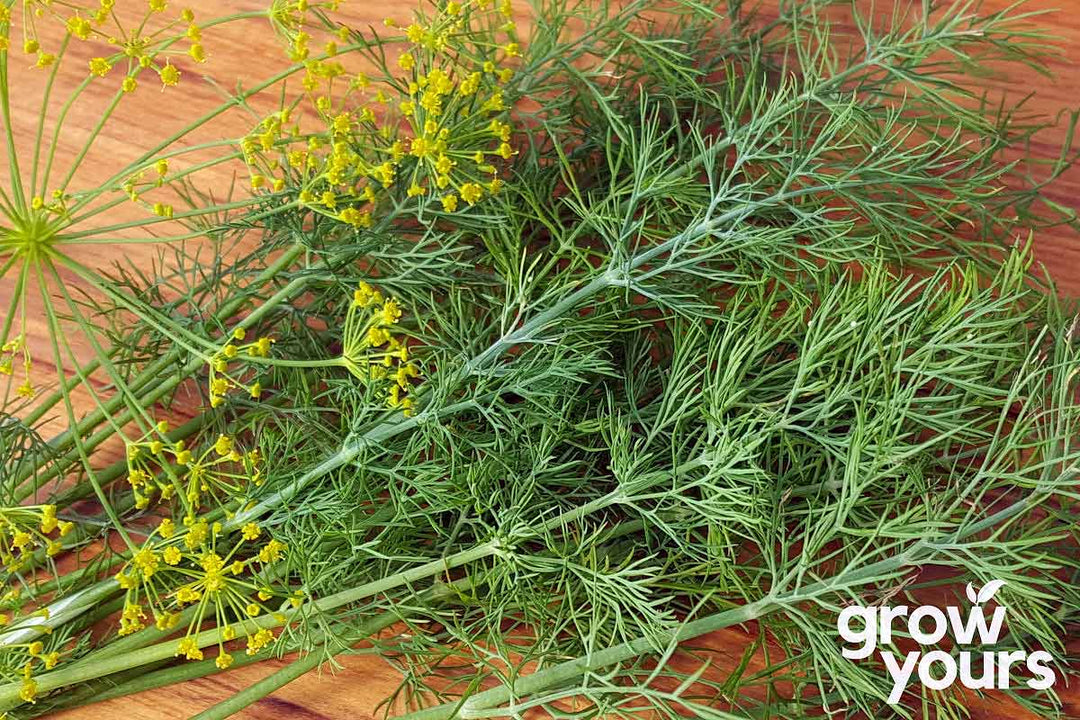 Dill Palatine growing in NZ garden direct sown from seeds