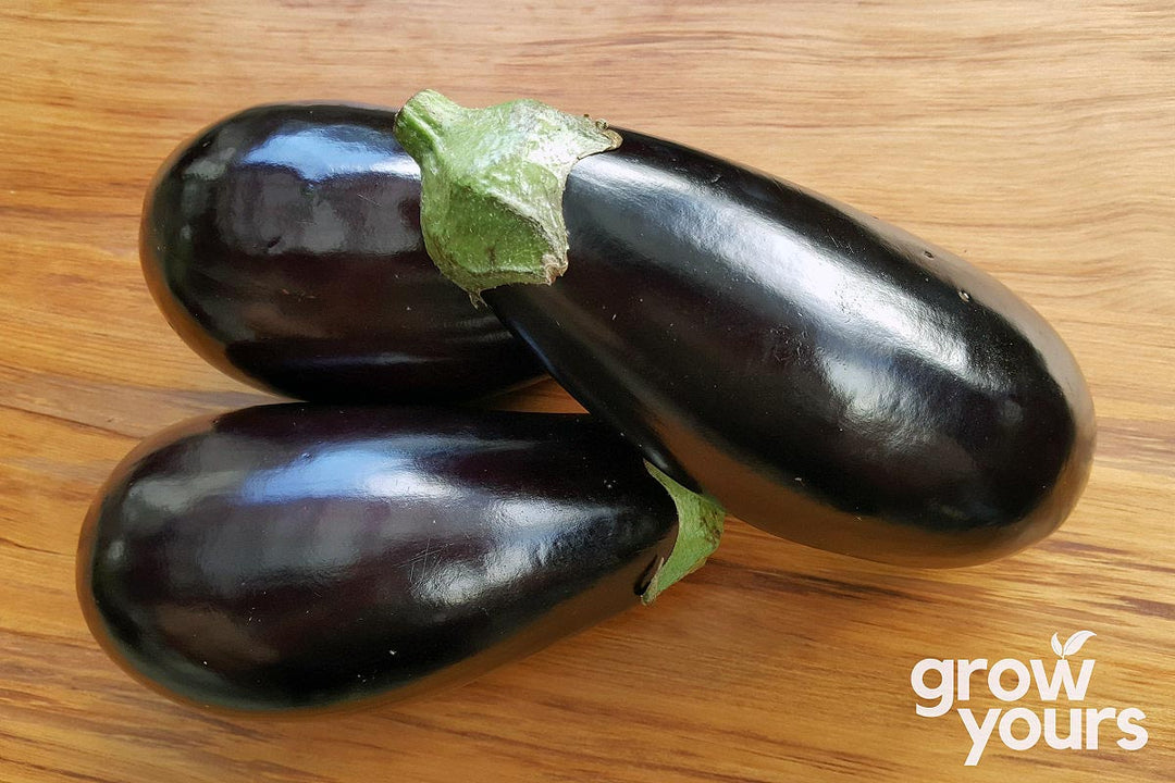 Eggplant / Aubergine ‘Black Beauty’