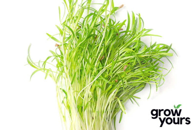 Fresh Carrot Microgreens grown from seeds in the kitchen