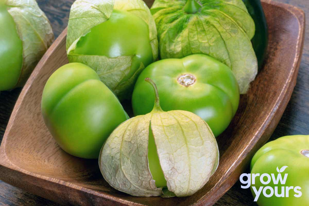 Fresh Tomatillo Grande Rio Verde grown from heirloom vegetable seeds