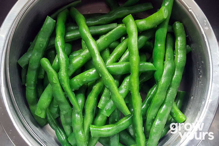 Freshly picked Shiny Fardenlosa green Beans blanched