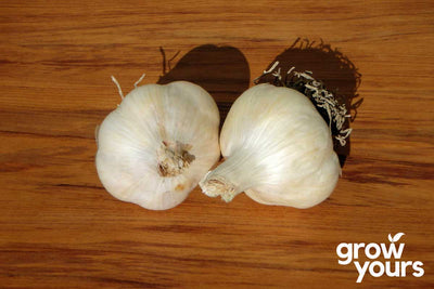 Garlic ‘Printanor’