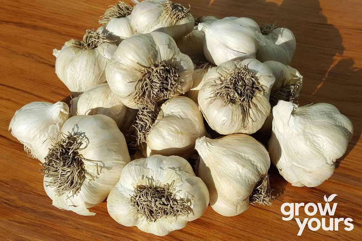 Garlic Printanor bulbs grown in New Zealand