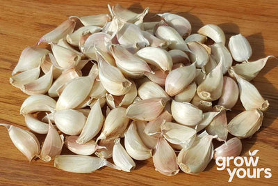 Garlic Printanor cloves grown in NZ garden