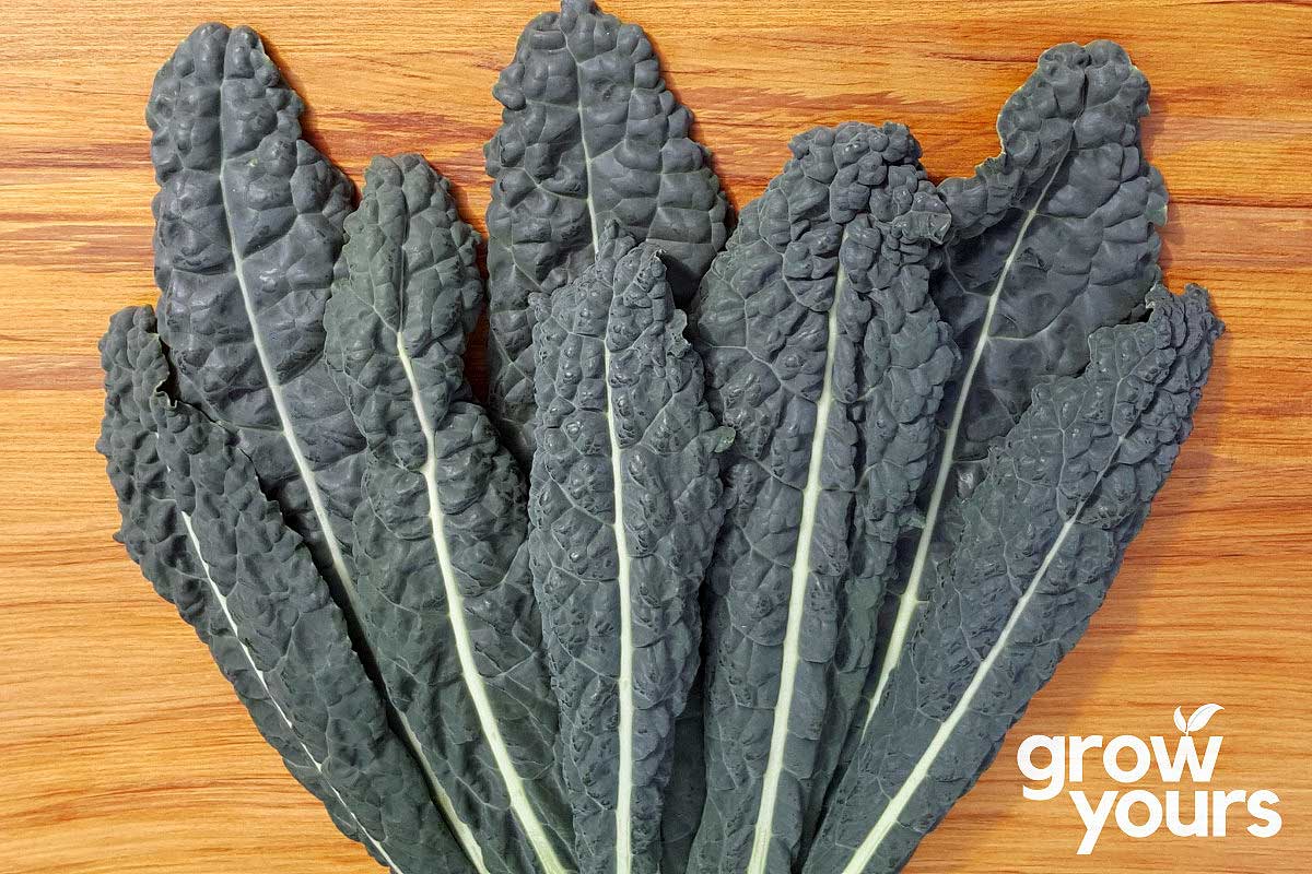 Kale ‘Cavolo Nero’