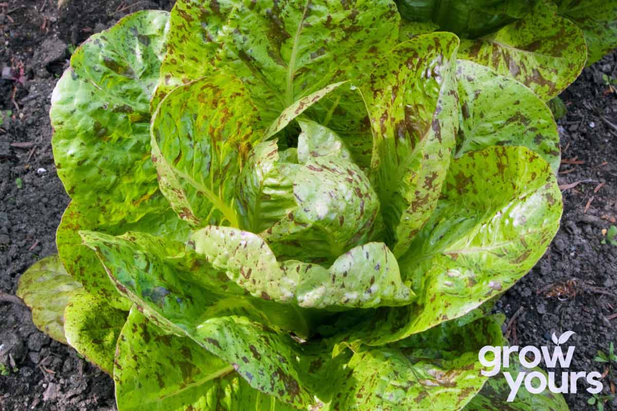 Lettuce Freckles a specialty heirloom variety growing in home garden