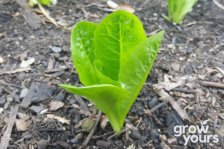Lettuce Little Gem small seedling