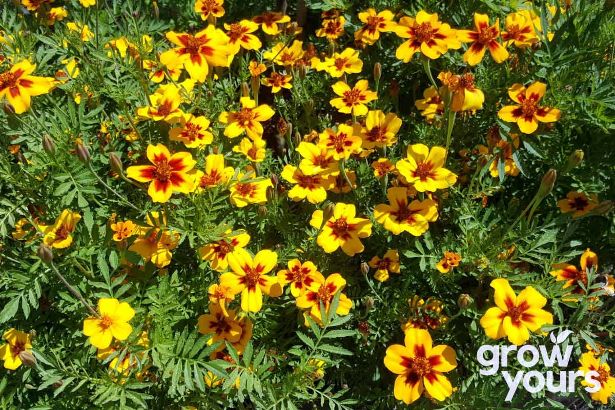 Marigold Naughty Marietta grown from seeds