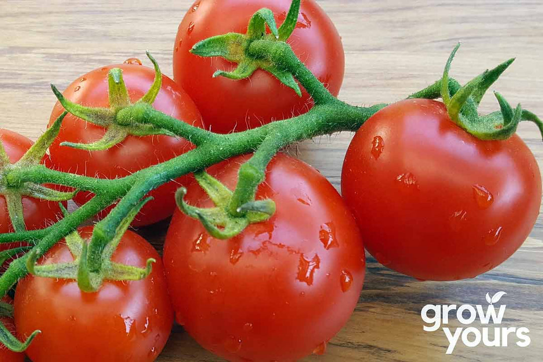 Moneymaker Heirloom Tomatoes freshly grown from seeds in New Zealand garden