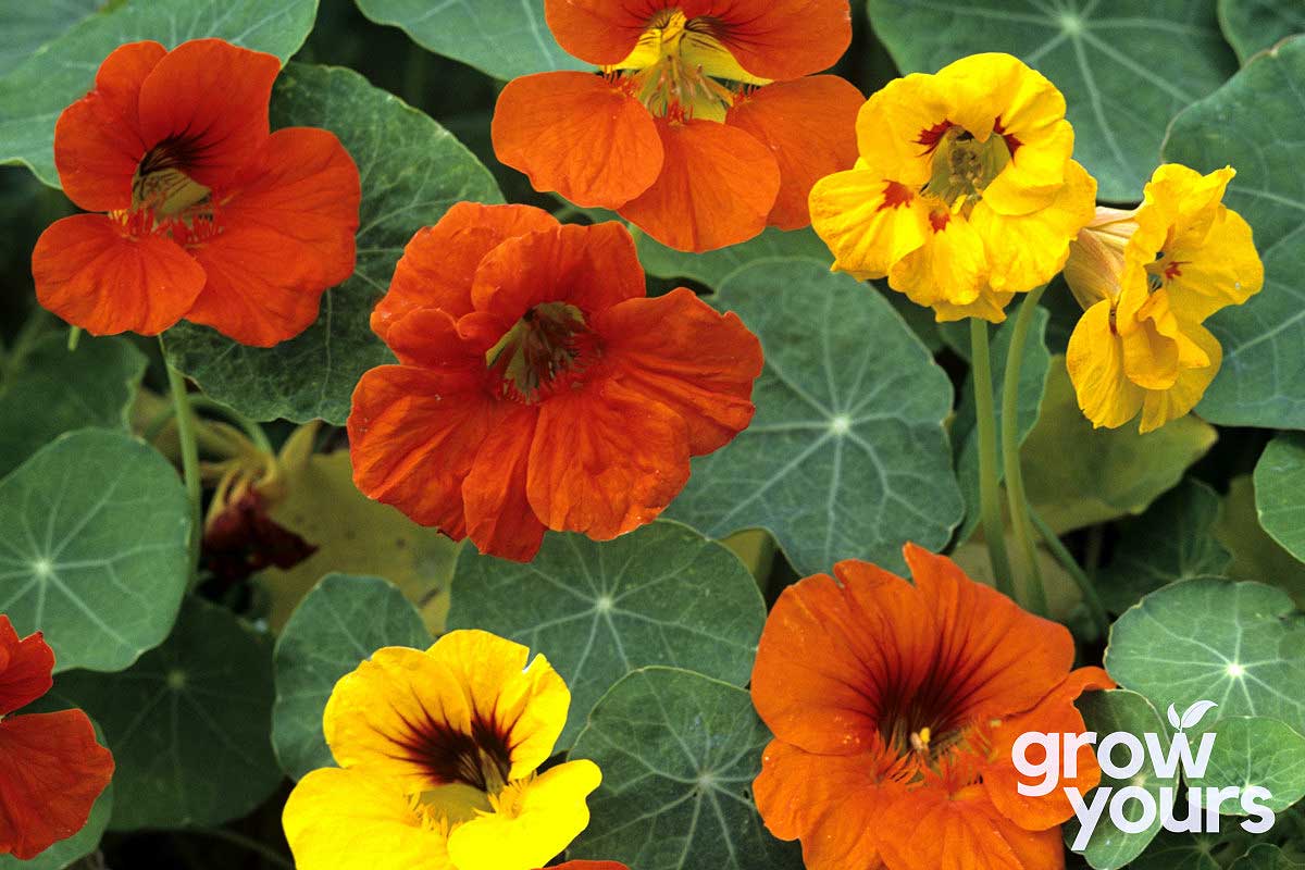 Nasturtium ‘Jewel Mix’ Seeds Buy Nasturtium seeds online NZ wide