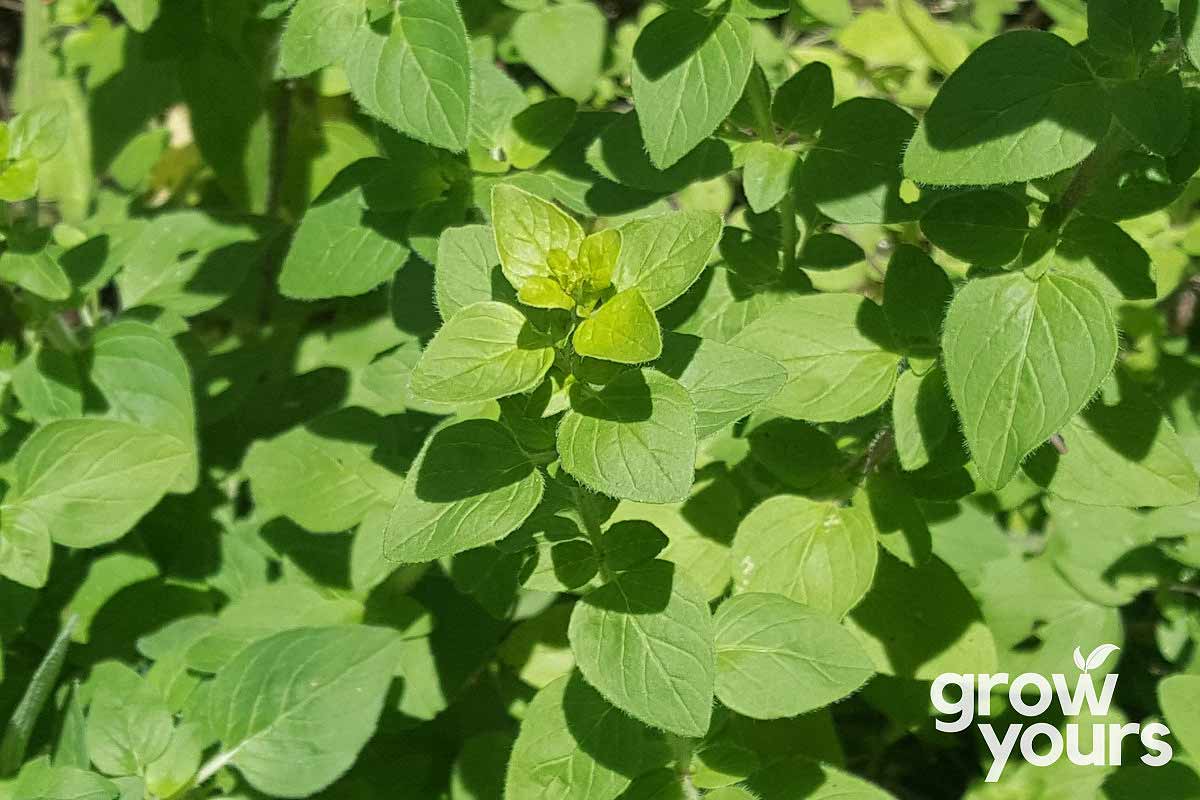 Oregano ‘Italian’