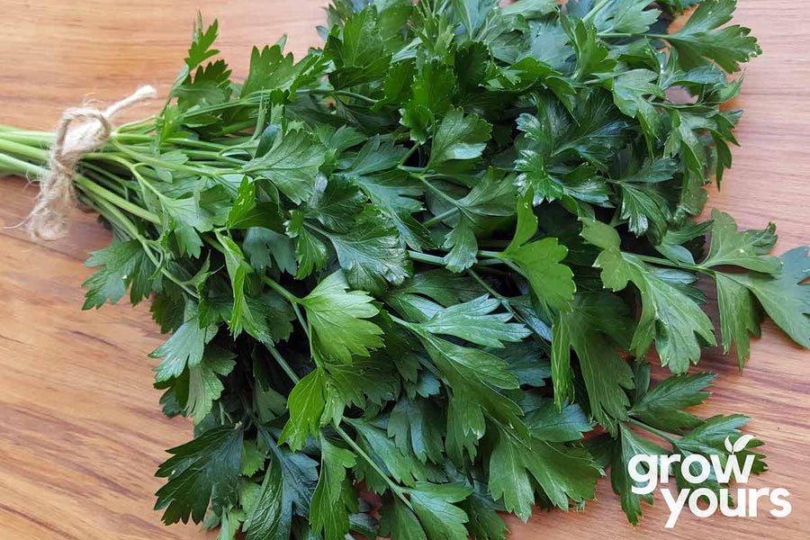 Parsley ‘Dark Green Italian Flat Leaf’ Seeds Buy Parsley Seeds NZ