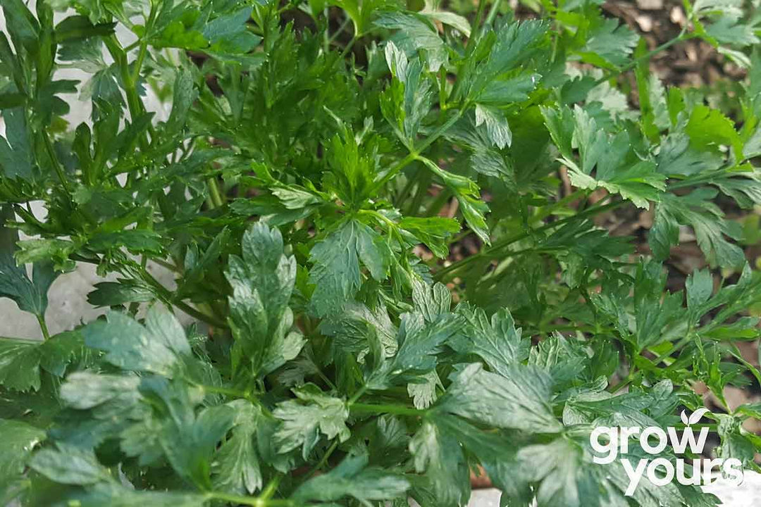 Parsley Italian Plain Leaf growing in New Zealand garden