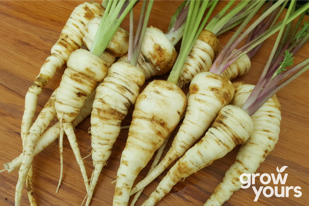 Parsnip Hollow Crown homegrown in New Zealand - Grow your own vegetables from seeds