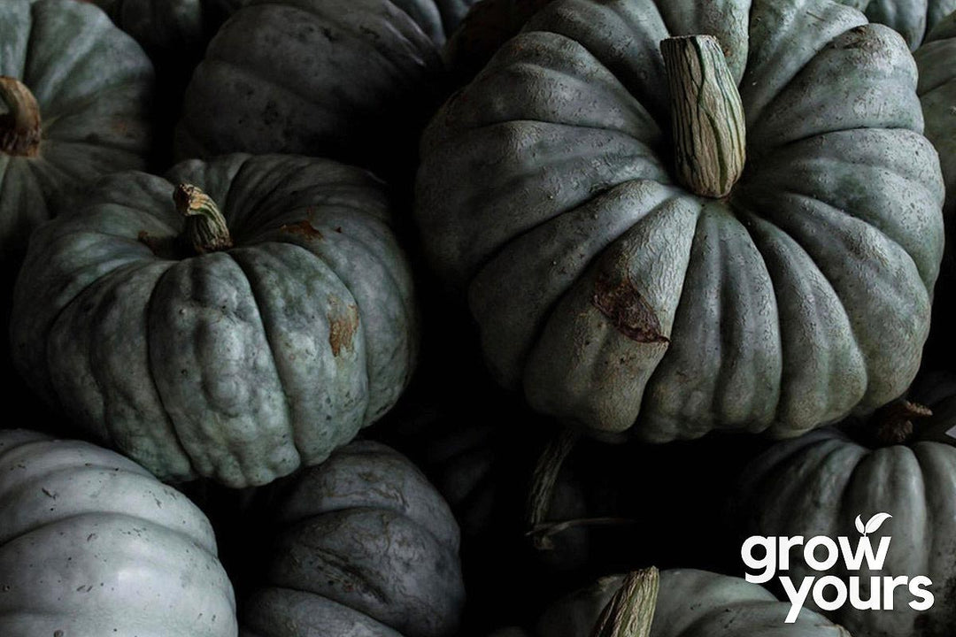 Pile of Pumpkins 'Queensland Blue' - grow your own from seed