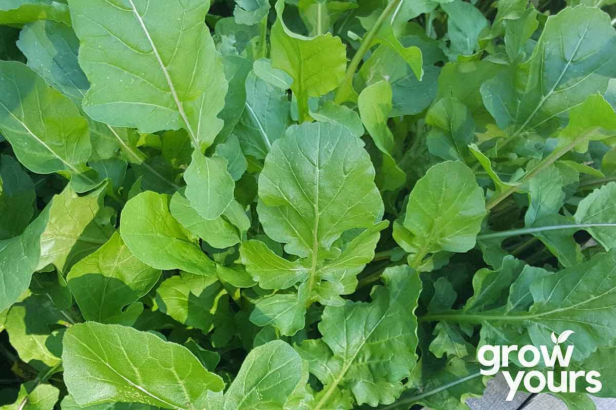 Garden Rocket Seeds Buy Rocket Seeds online Grow Yours
