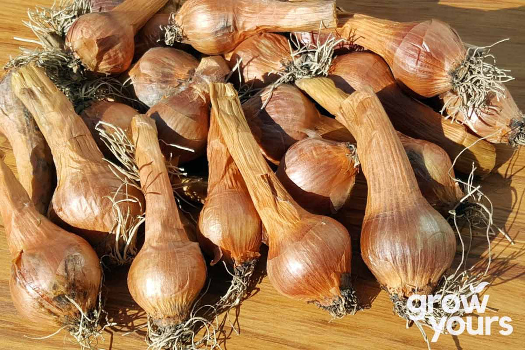 French Red Shallot bulbs grown in NZ