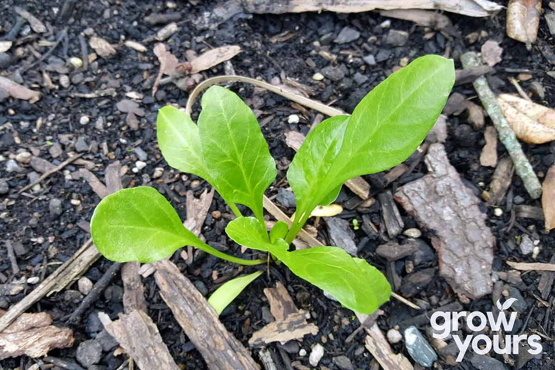 Spinach Perpetual seedling growing in NZ garden