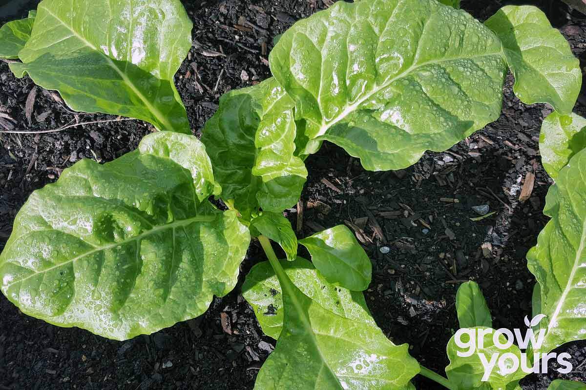 Spinach Perpetual grown from seeds