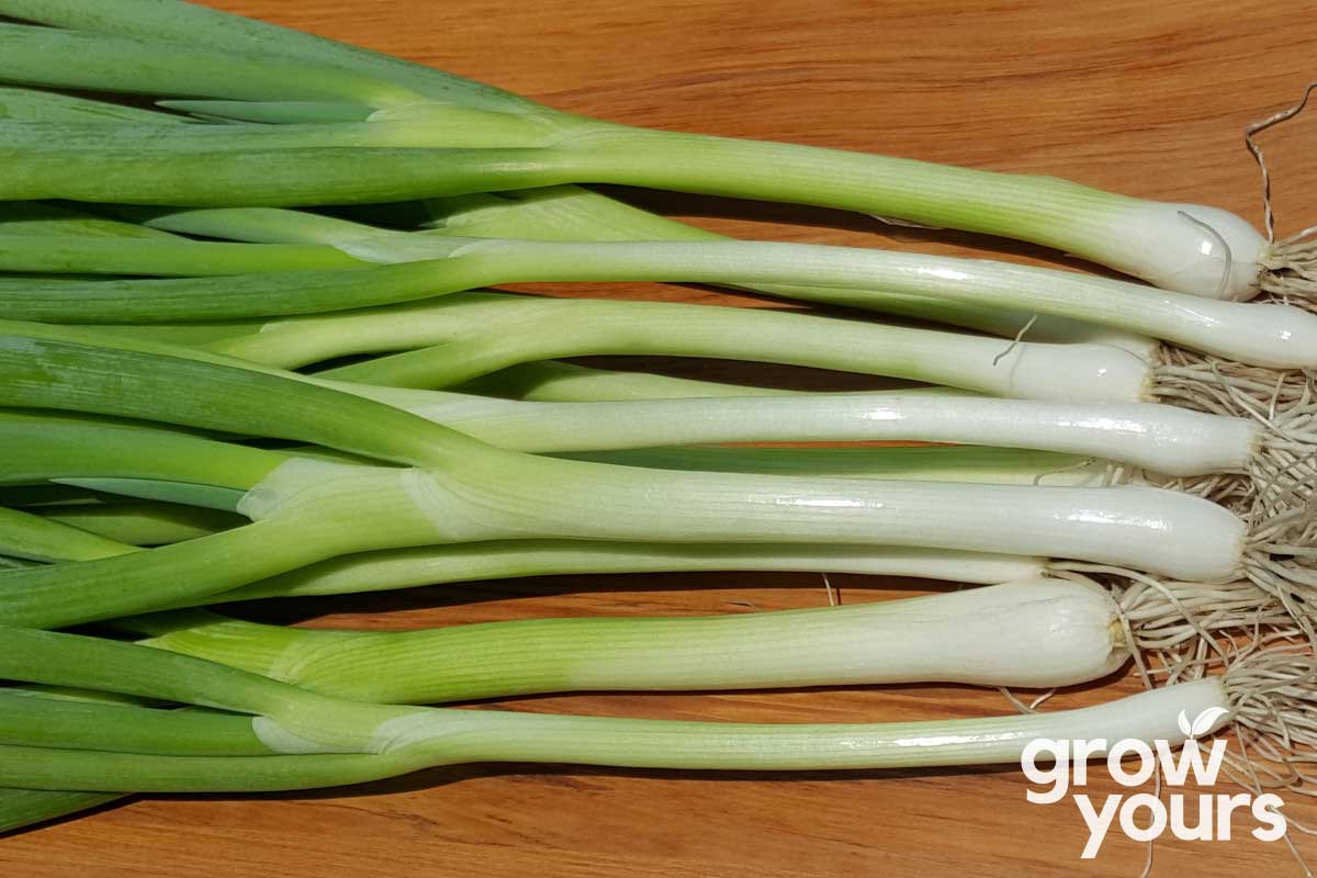 Spring Onion Tokyo Long White grown from seeds