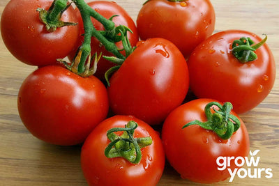 Tomato Moneymaker grown from heirloom seeds in NZ