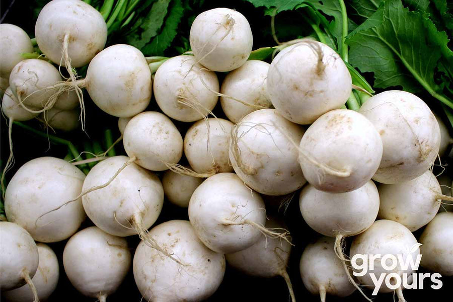 Turnip ‘White Egg’ Seeds Order Heirloom Turnip Seeds NZ wide Grow Yours